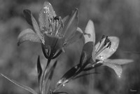 Wildflowers 3 Fine Art Print