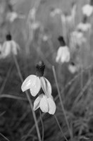 Wildflowers 9 Fine Art Print