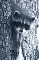Raccoon 3 Fine Art Print