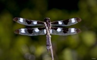 Dragonfly With Brown And White Speckle Fine Art Print