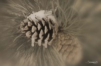 Frosted Acorn Closeup Fine Art Print