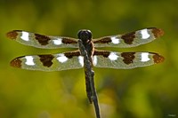 Dragonfly With Brown And White On Branch Fine Art Print