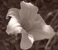 Sepia Flower 1 Fine Art Print