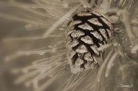 Frosted Acorn And Pine Needles Fine Art Print