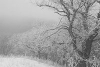 Winter Snow And Trees 2 Fine Art Print
