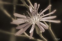 Pink Flower Petal Closeup Fine Art Print