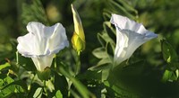 Shades Of Nature White Flower Duo Fine Art Print
