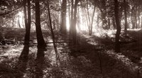 Woods And Sunlight I Fine Art Print