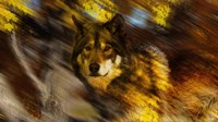 Autumn Wolf Fine Art Print