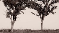 Two Trees In Field Black And White Fine Art Print