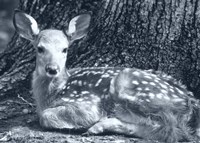 Fawn Fine Art Print