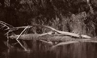 Lake And Fallen Tree Reflection Fine Art Print