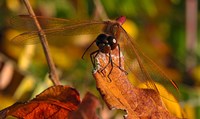 Red Dragonfly On Red Leaves Fine Art Print