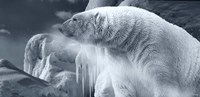 Arctic Frost Fine Art Print