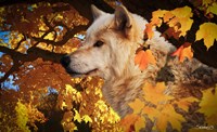 Autumn Leaves and Wolf Fine Art Print
