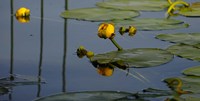 Shades Of Nature Yellow Water Lily II Fine Art Print