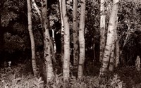 Birch In Woods Black And White Fine Art Print