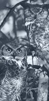 Owls Fine Art Print