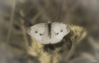 White Moth On Yellow Flower Closeup Fine Art Print