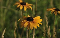 Orange Bloom Fine Art Print