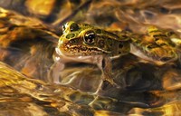 Frog Patterned In Waves Fine Art Print