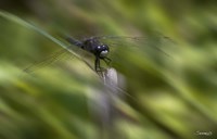 Natural Motif VI Fine Art Print