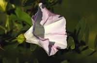 Shades Of Nature Lilac Flower on Green Fine Art Print