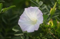 Shades Of Nature White Bloom II Fine Art Print