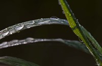 Blades Of Grass After Rain Fine Art Print