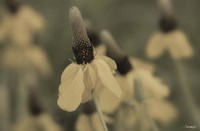 White Flower In Field Closeup I Fine Art Print