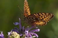 Orang Butterfly On Purple Wildflower Fine Art Print