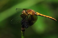 Orange Dragonfly On Stem Fine Art Print