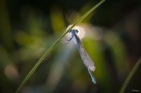 Turquoise Dragonfly On Blade Fine Art Print