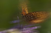 Natural Motif VIII Fine Art Print