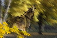 Howling Wolf Fine Art Print