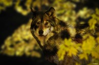 Gold Shadows Fine Art Print