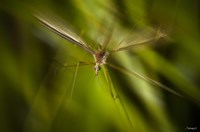 Natural Motif X Fine Art Print