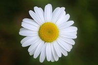Shades Of Nature White Daisy Fine Art Print
