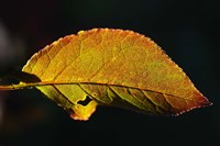 Shades Of Nature Leaf Fine Art Print