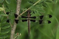 Brown Dragonfly With Black Spotted Wings Fine Art Print