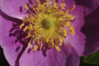 Purple Flower With Yellow Stamen Fine Art Print