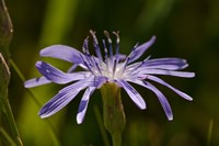 Purple Floral Bloom Closeup Fine Art Print