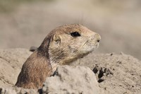 Hidden Critter In The Rock Fine Art Print