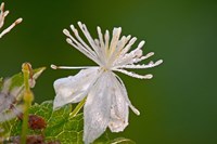 White Flower And Dew Fine Art Print