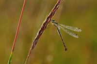 Green Dragonfly On Red Stem Fine Art Print