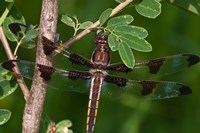 Dragonfly And Tiny Leaves Fine Art Print