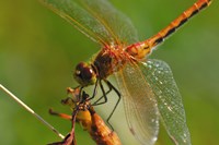 Red Dragonfly Perched Fine Art Print