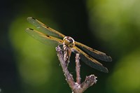 Orange Dragonfly On White Branch II Fine Art Print