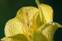 Yellow Flower Bloomed With Dew Fine Art Print