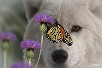 Monarch and Wolf Fine Art Print